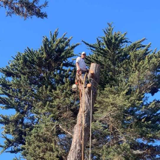 Eric’s Tree Services Santa Bárbara | Santa Barbara CA