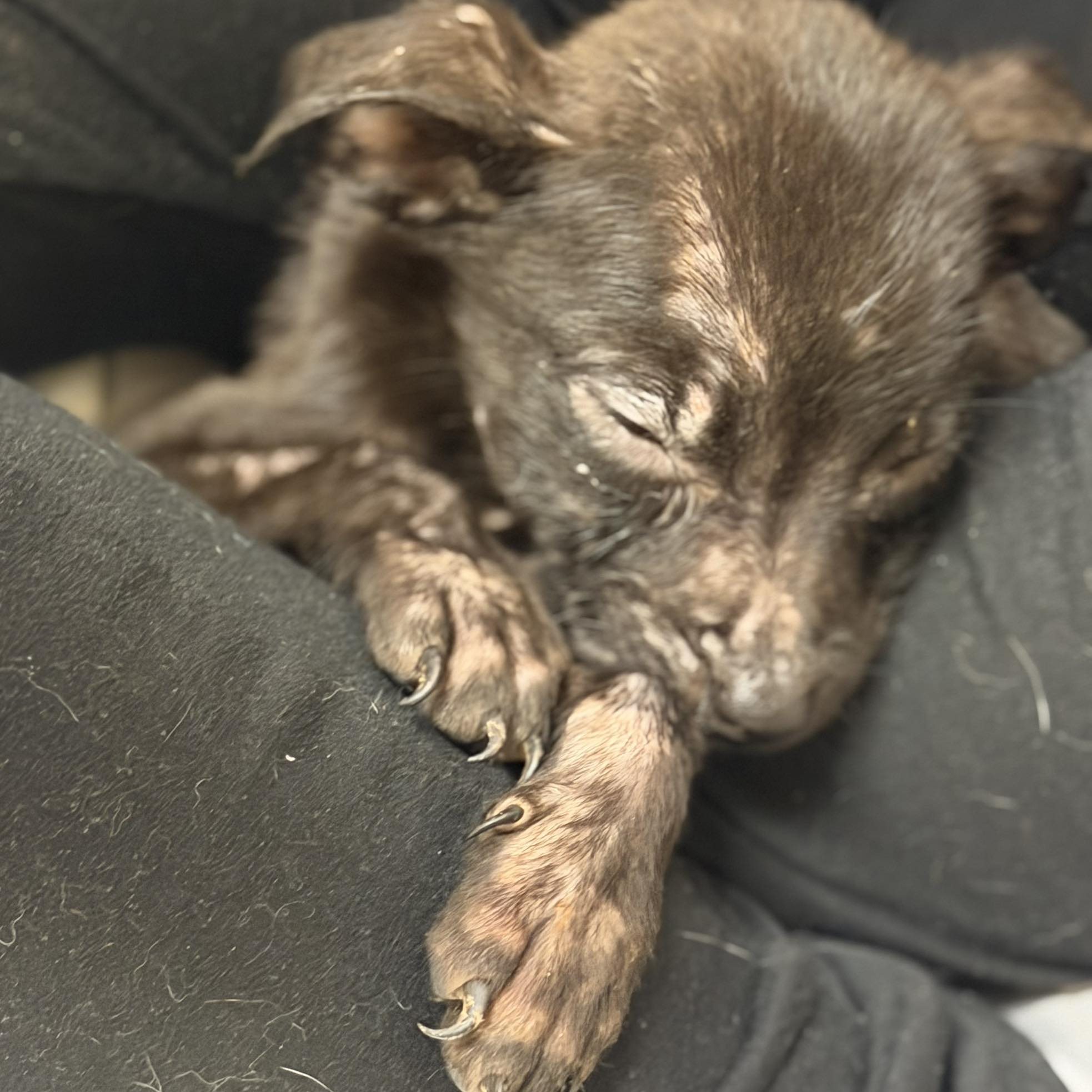 🚨 URGENT FOSTER NEED! 🚨... - Operation Freedom Ride, inc. | Facebook