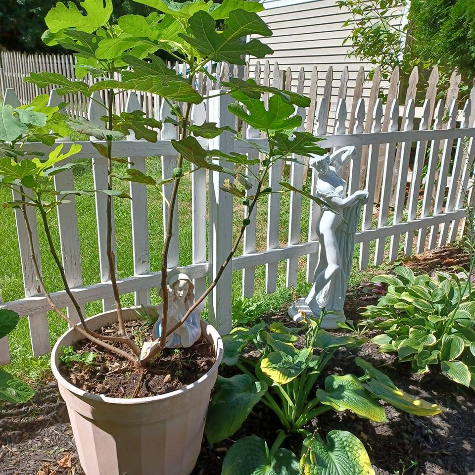 Fig Tree Growers Network | I have a fig tree in TULSA, OK | Facebook