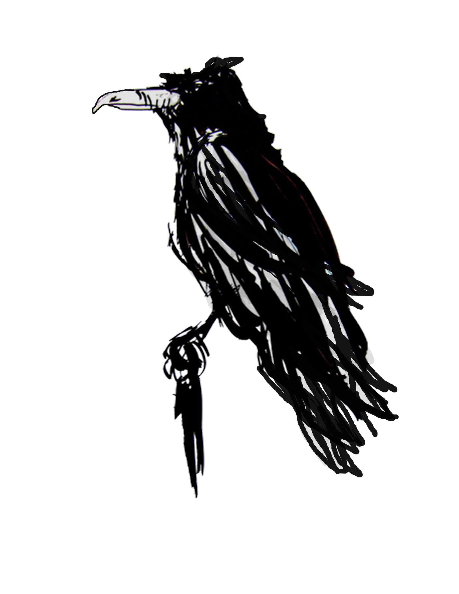 Black Crow Co