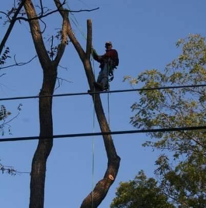 Blue Ridge tree service and landscaping | Charles Town WV