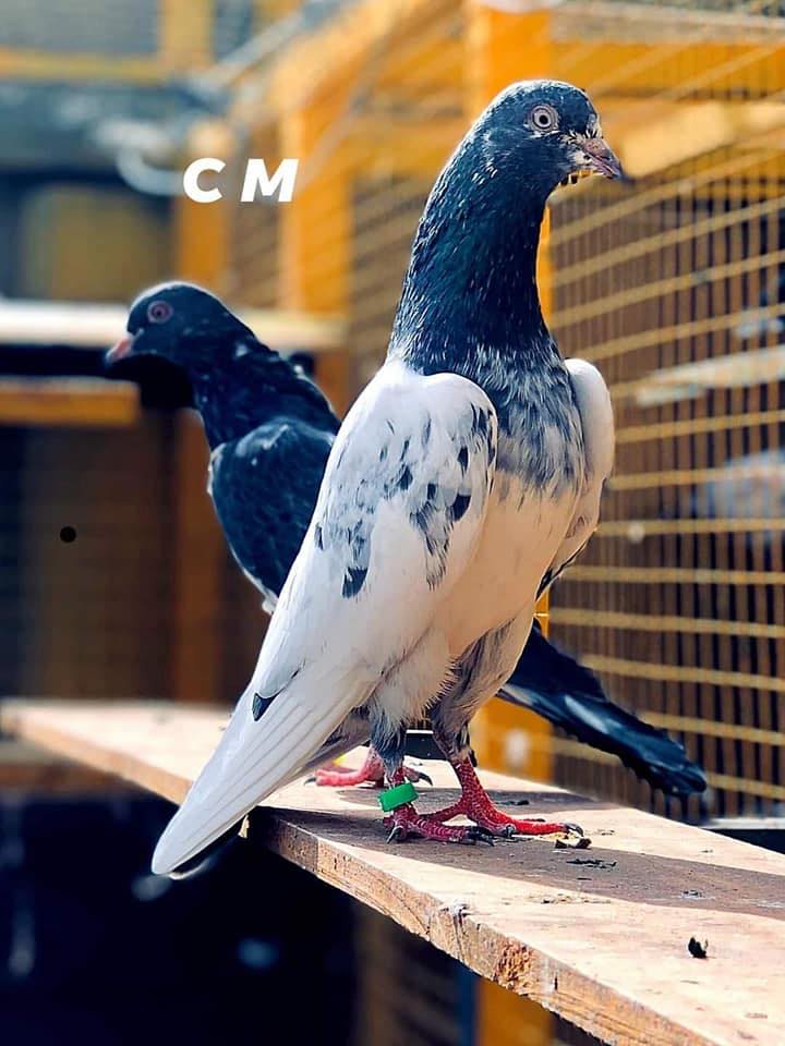Kamar Mushani Pigeon World