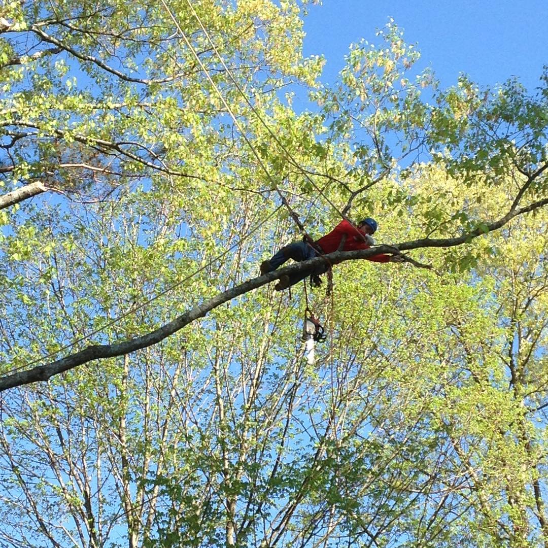 Total Tree Service Norcross | Norcross GA