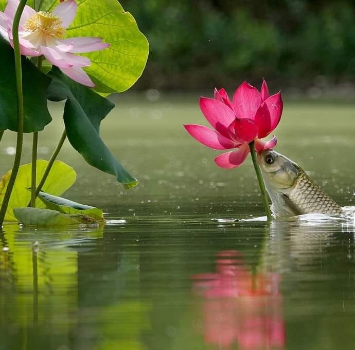 Priyo Bangladesh / প্রিয় বাংলাদেশ | Gazipur