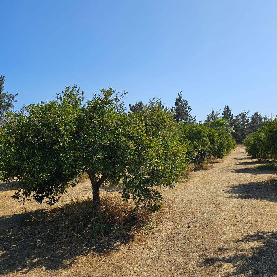 Akaki Grove | Nicosia