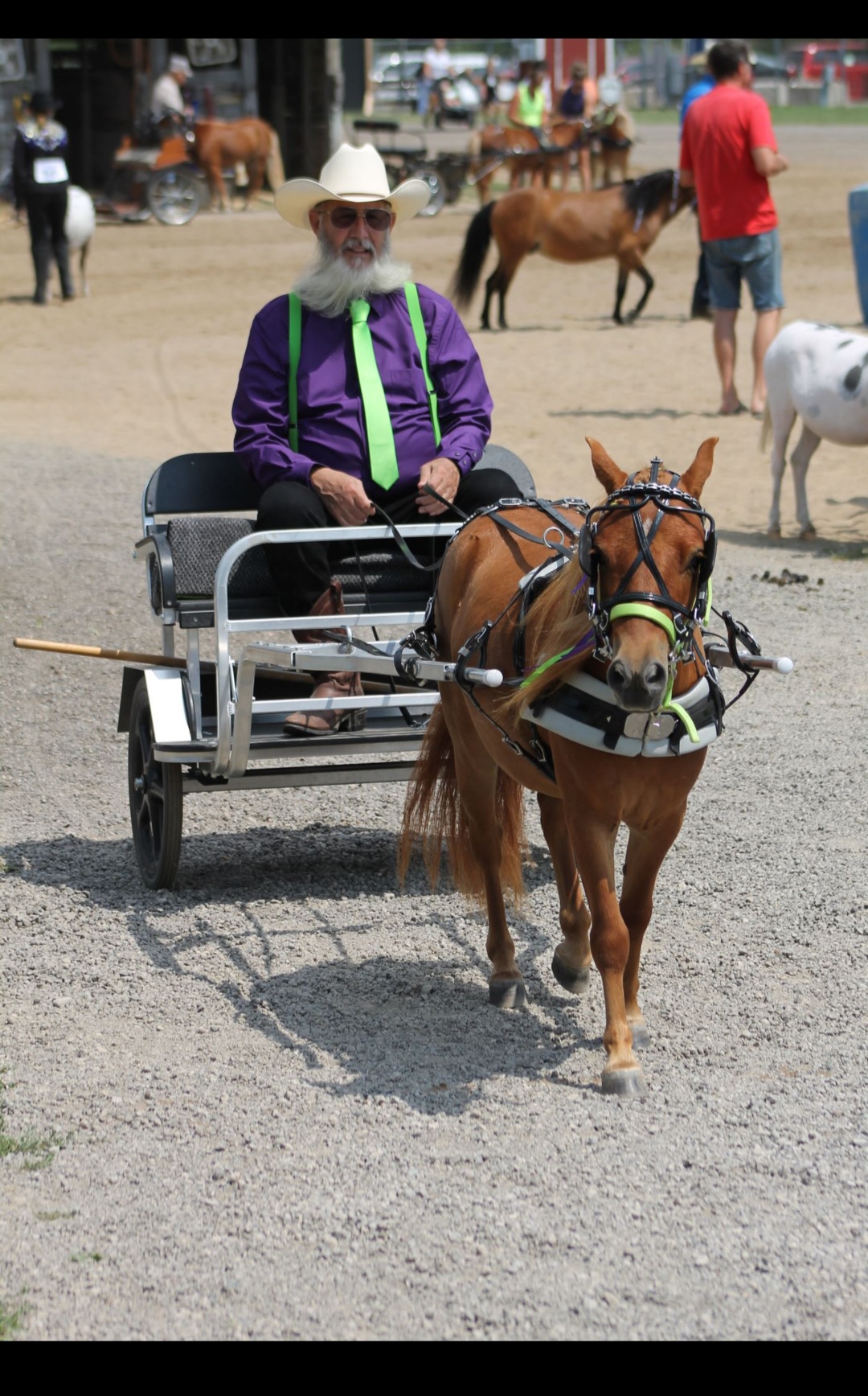 Ingham County Donkey, Mule, Miniature and Draft Horse Show | Mason MI