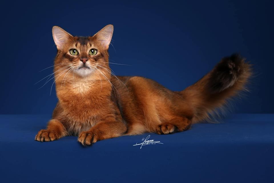 TooTop Somali Cattery | Chengdu