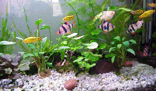 IL MIO ACQUARIO | Facebook