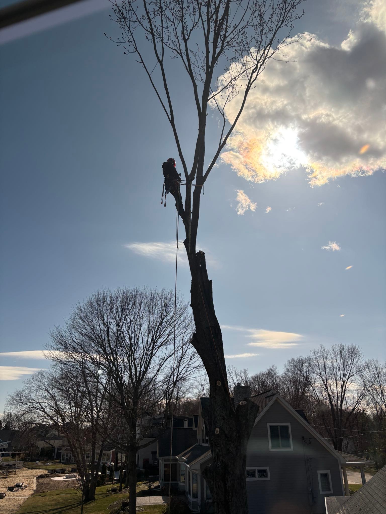 Rogue River Tree Service