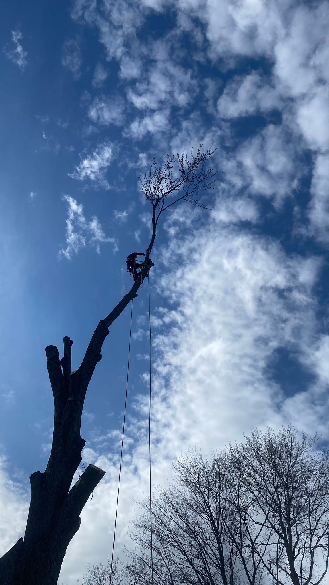 Rogue River Tree Service
