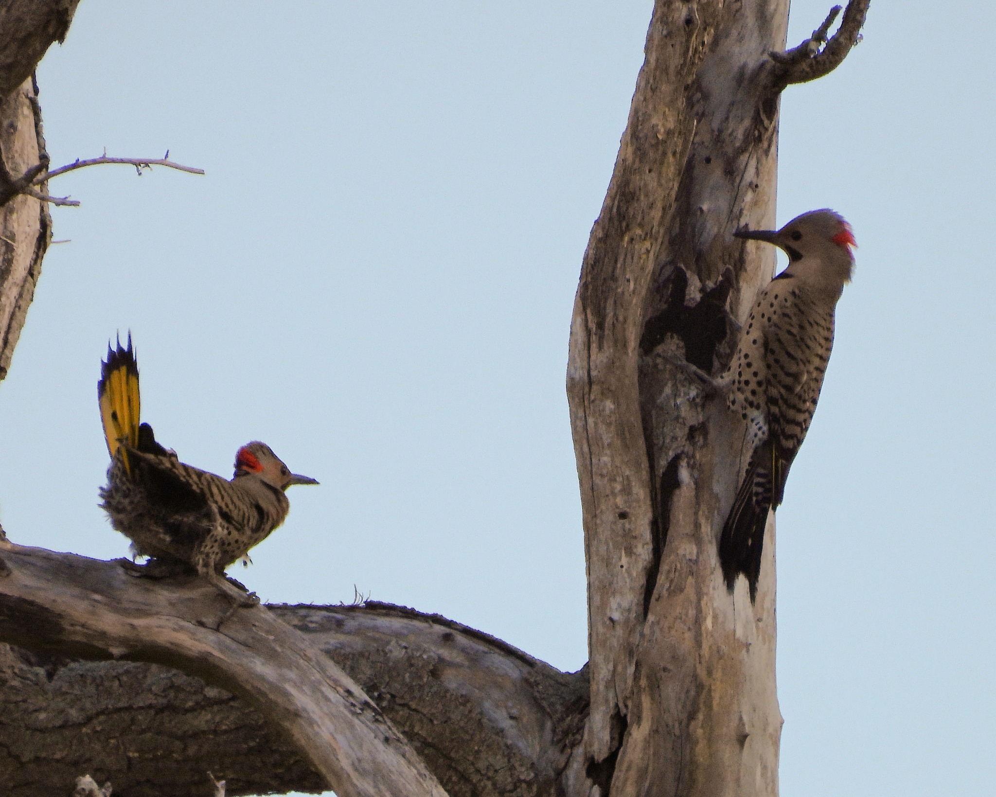 Friends - If anyone knows what's going on in this photo of this pair of ...