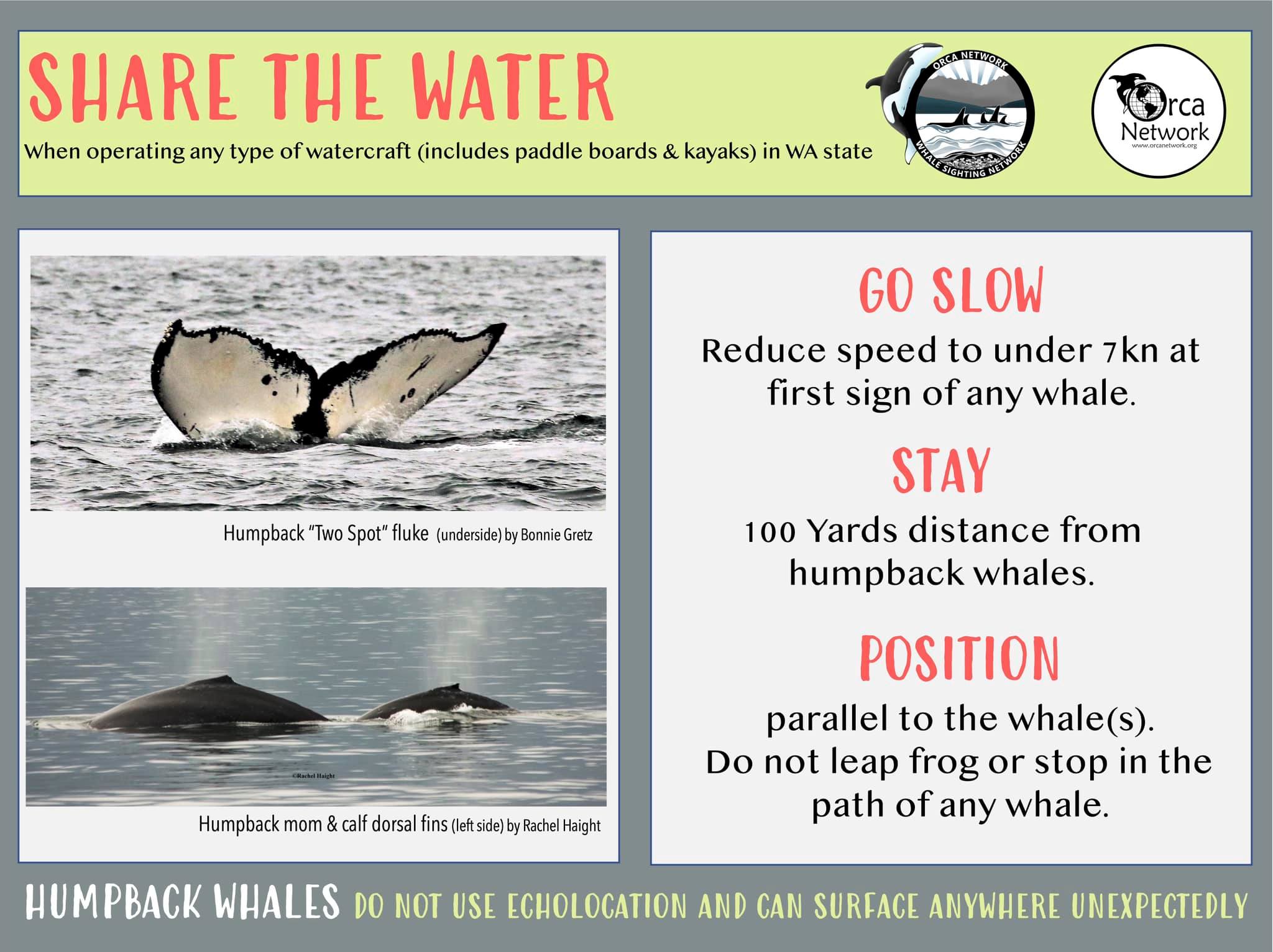 Orca Network - 💚 Humpback reported in the San Juans!... | Facebook