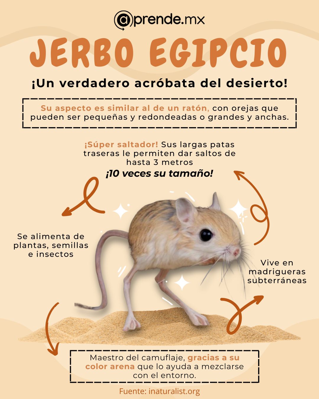 aprende.mx - Los jerbos son pequeños roedores llenos de energía ...