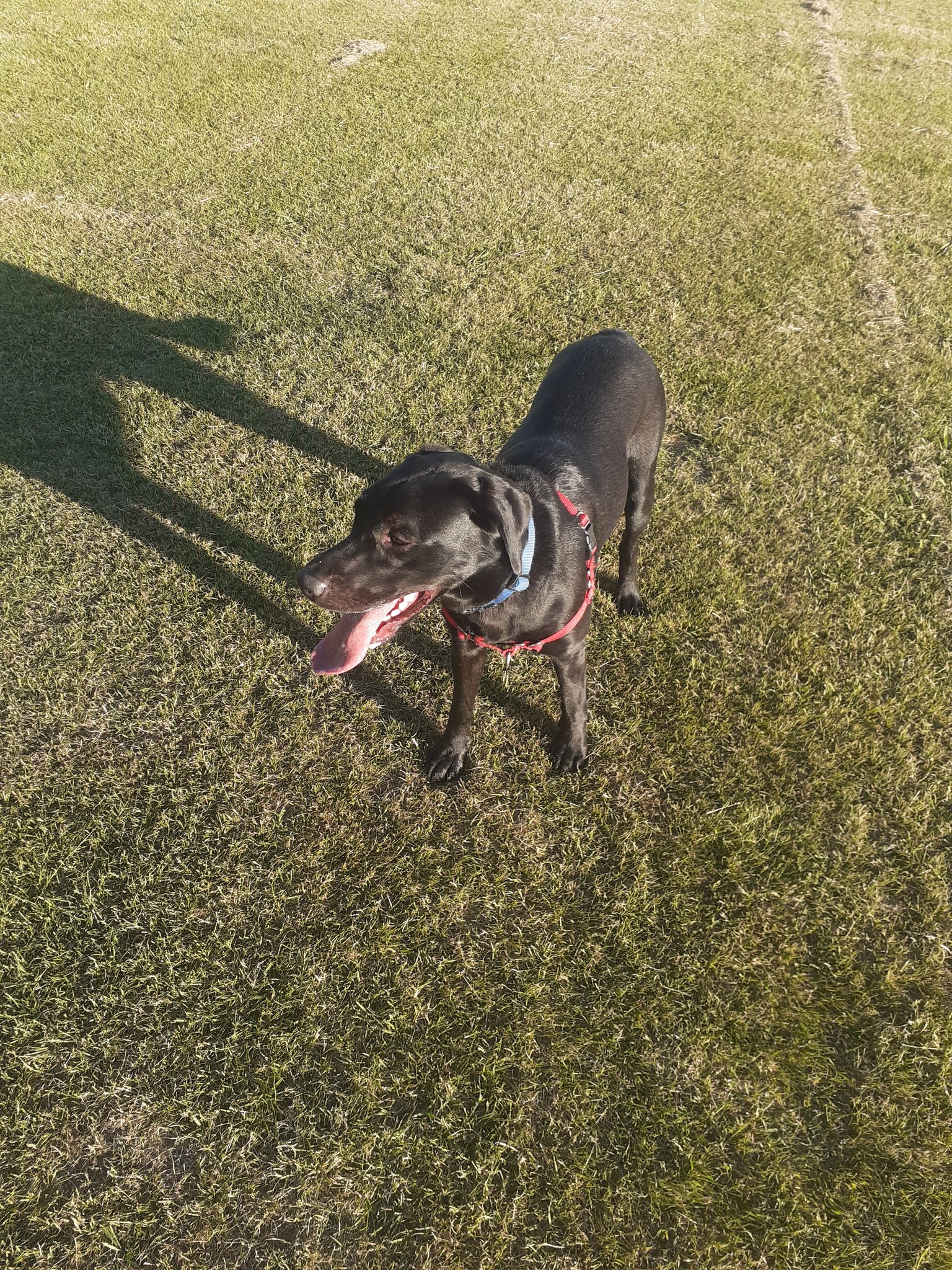 Bob Labrador