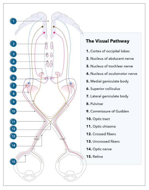 👀 Visual Pathway 👀... - All About Optometry