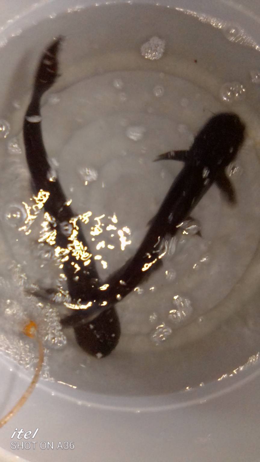 TABANGO FISH KEEPER/PET LOVER | Facebook