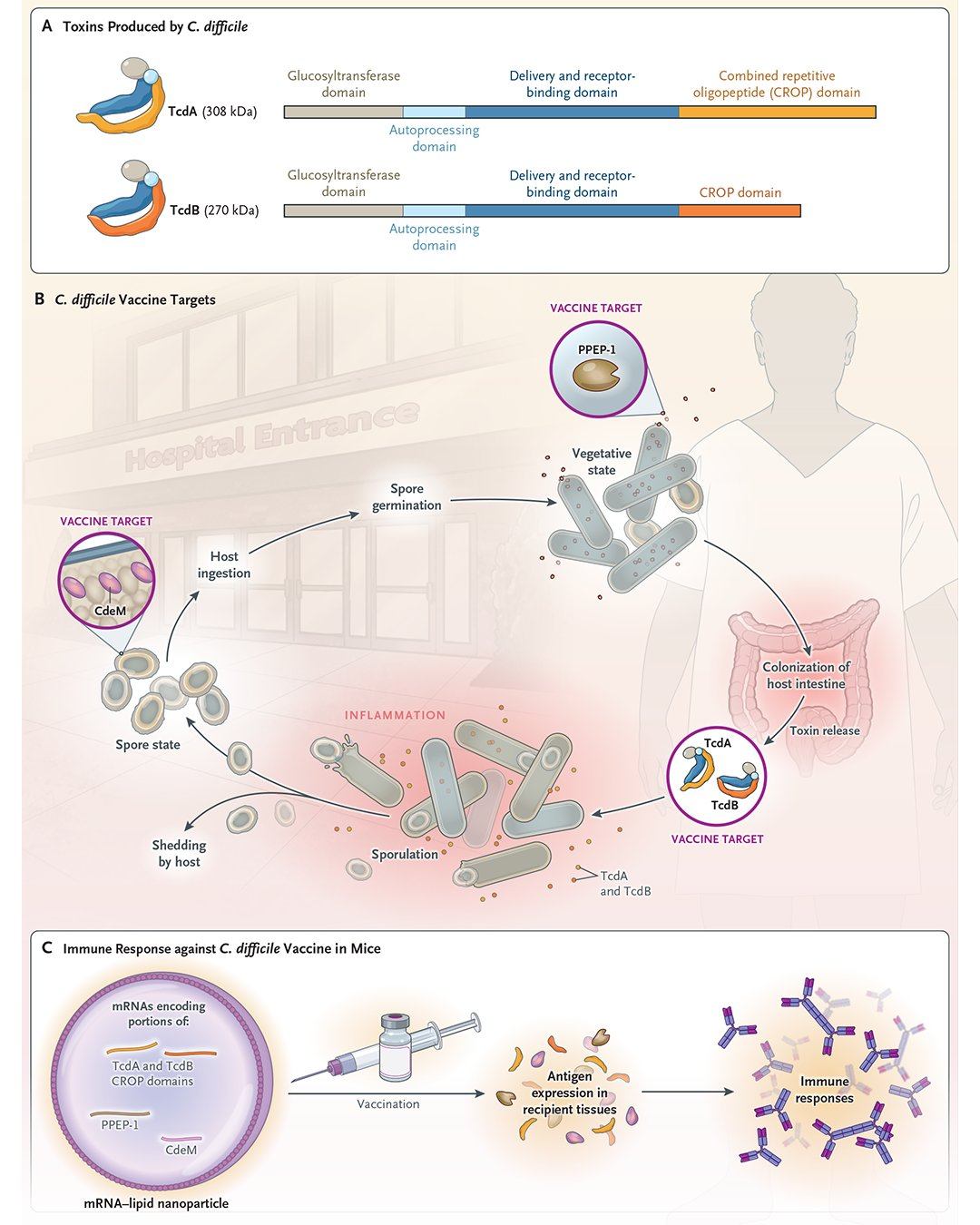 Anan - การติดเชื้อ Clostridioides difficile (C. difficile) เป็นปัญหา ...
