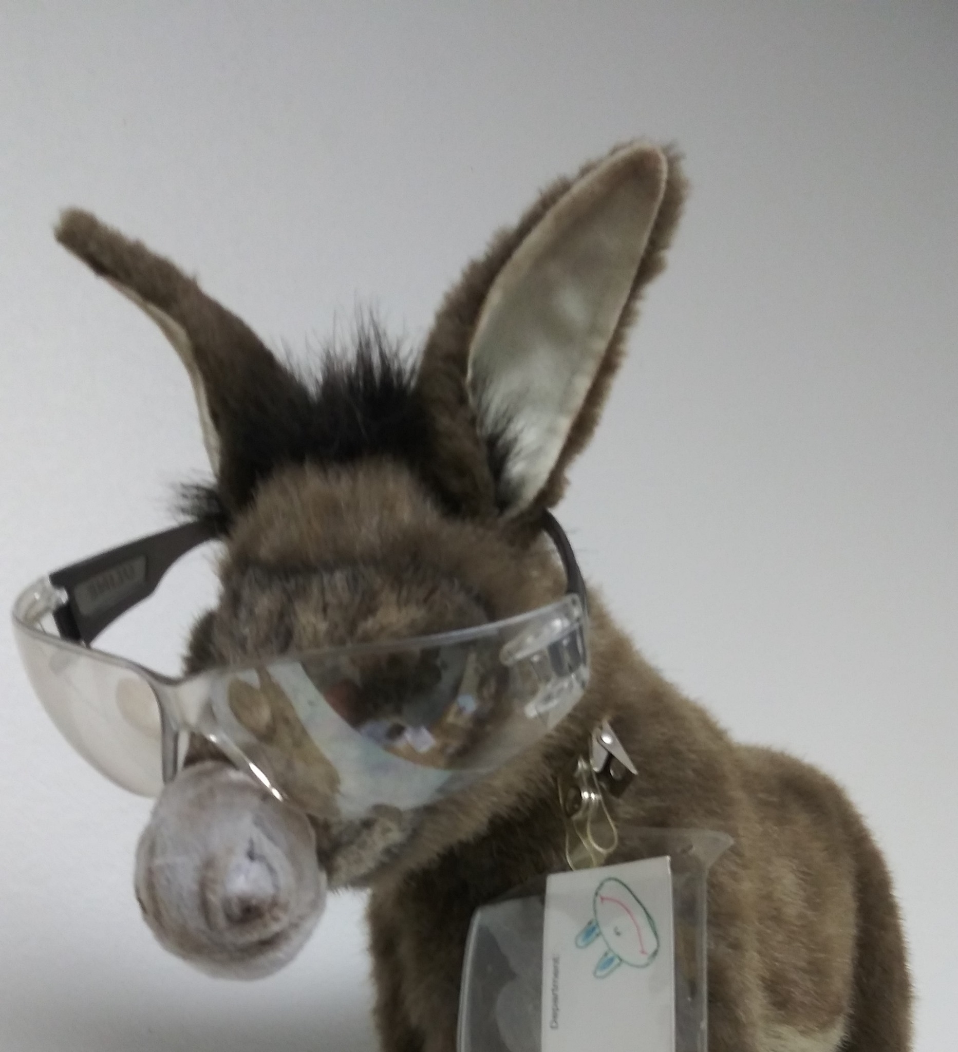 Donkey Hotay