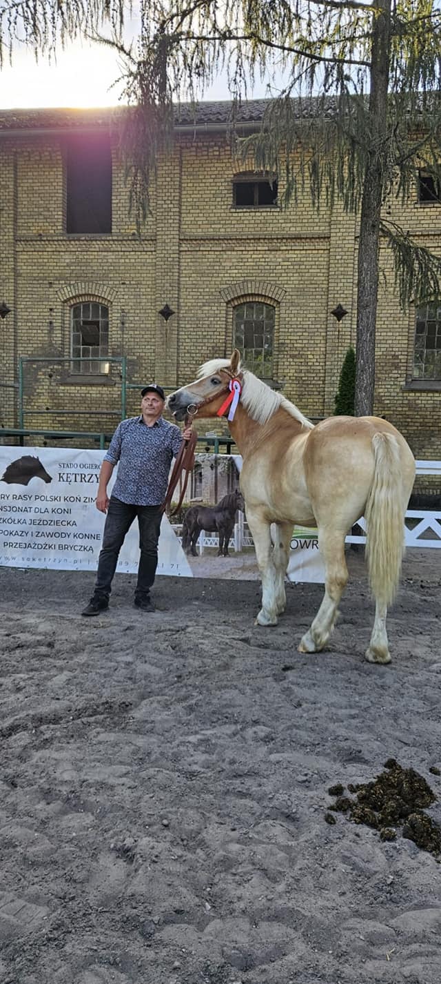 Ranc... - Ranczo Nad Wartą - Konie Zimnokrwiste Daniel Kozicki