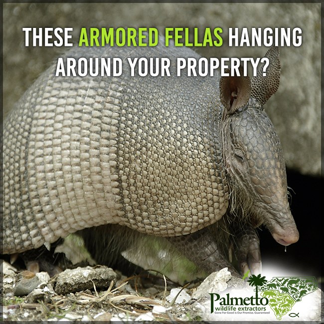 Palmetto Wildlife Extractors - 🦔 Did You Know? 🦔 Armadillos are usually ...
