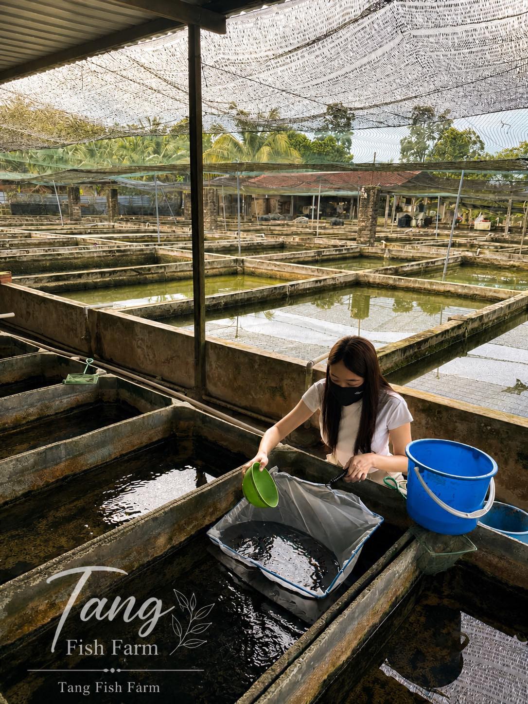 Tang Fish Farm