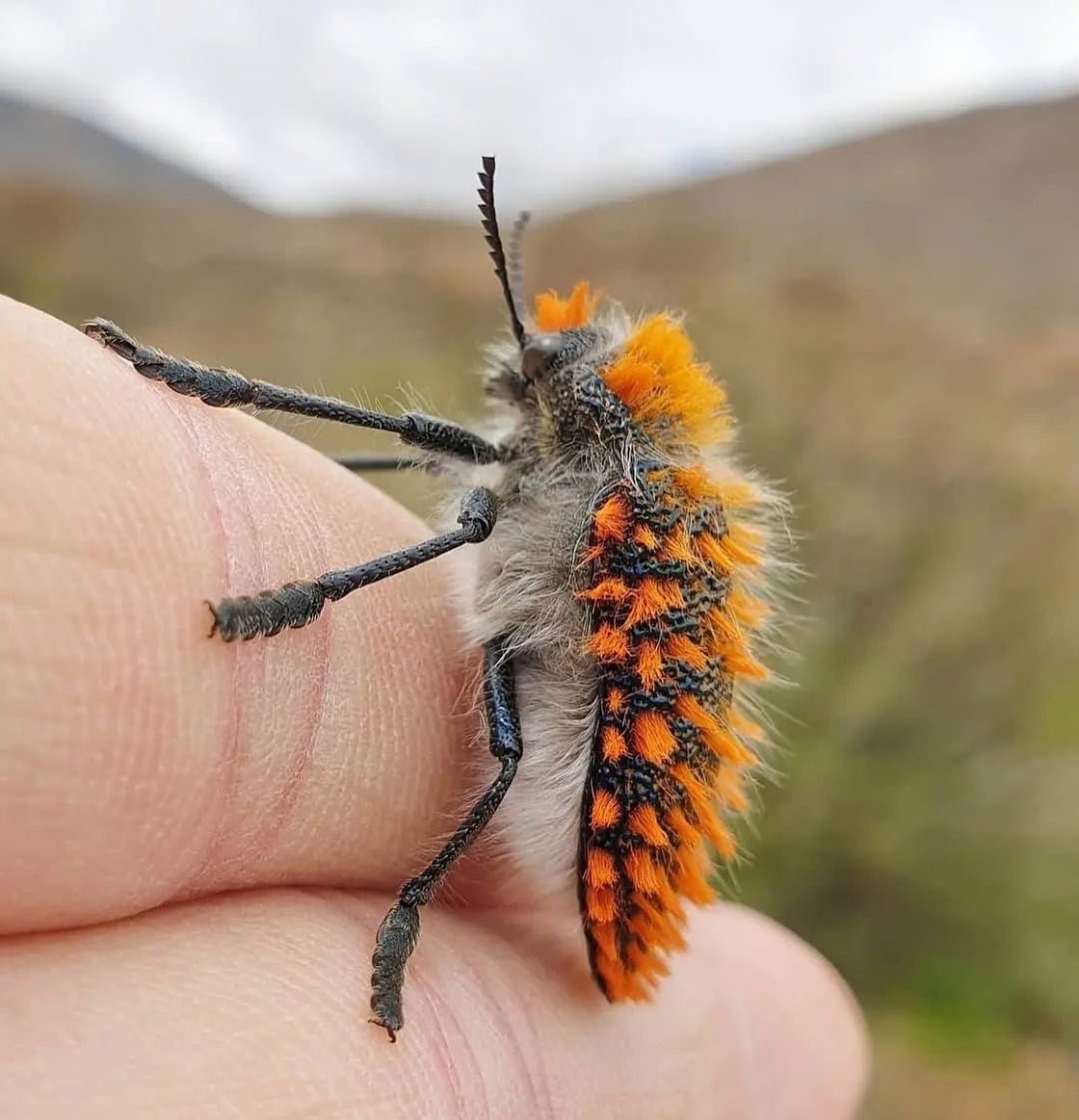 It's the first Julodis viridipes beetle posted to iNaturalist, and