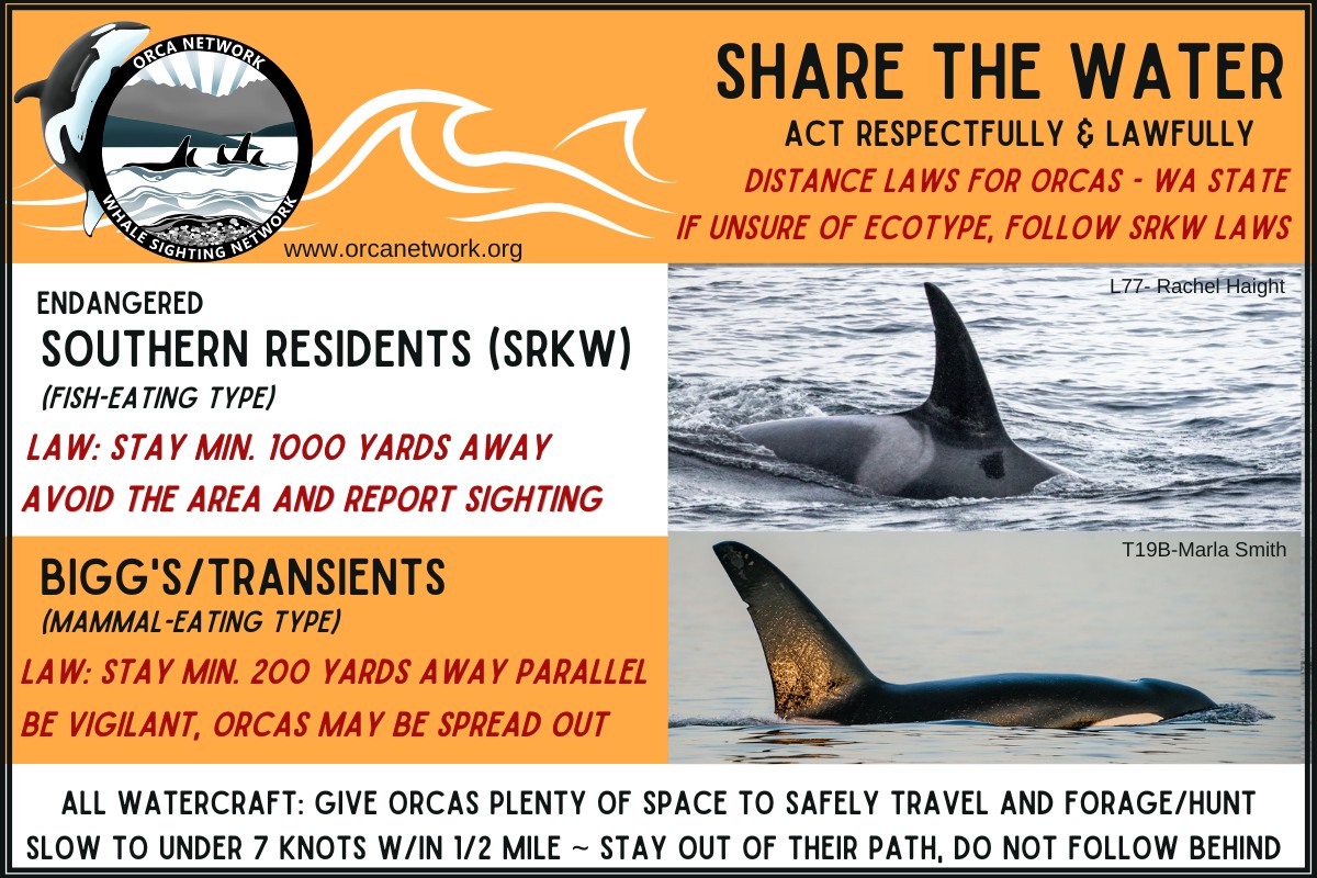 Orca Network - 🧡 At least one orca near Edmonds this... | Facebook