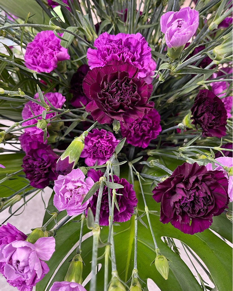 J Schwanke's family tradition with carnations