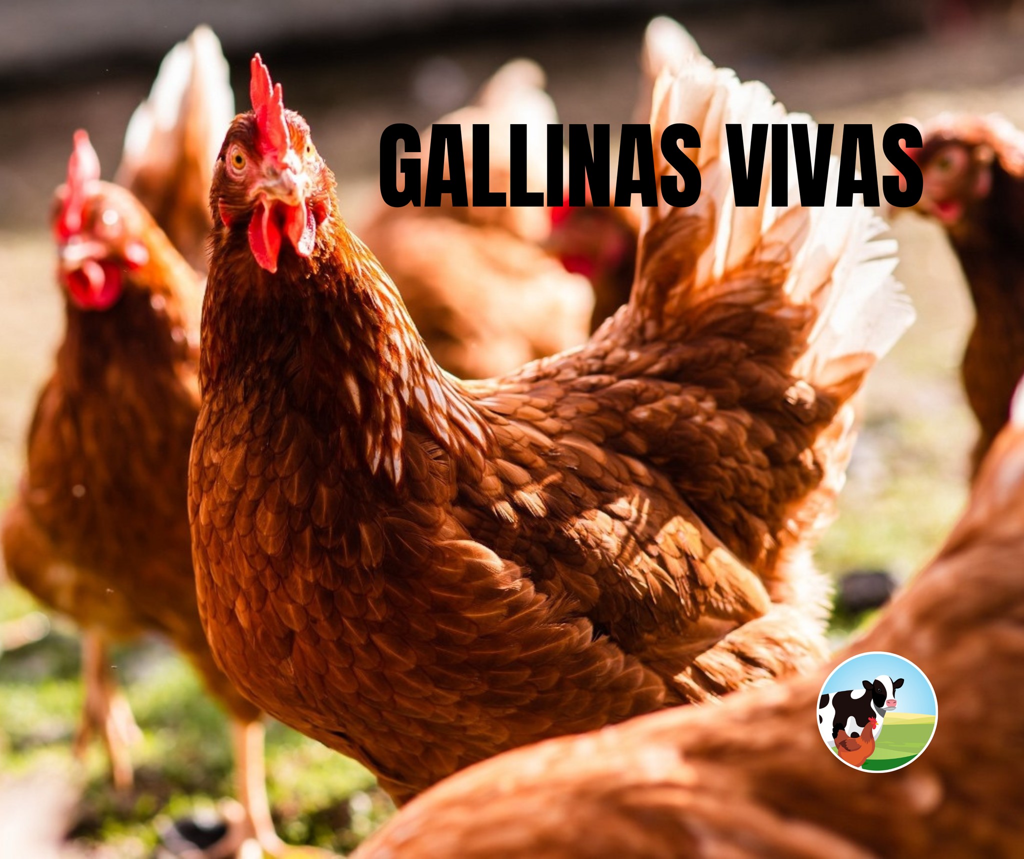 Best HD Pictures about  Venta De Gallinas Vivas Cerca De Mi  with No AI Images