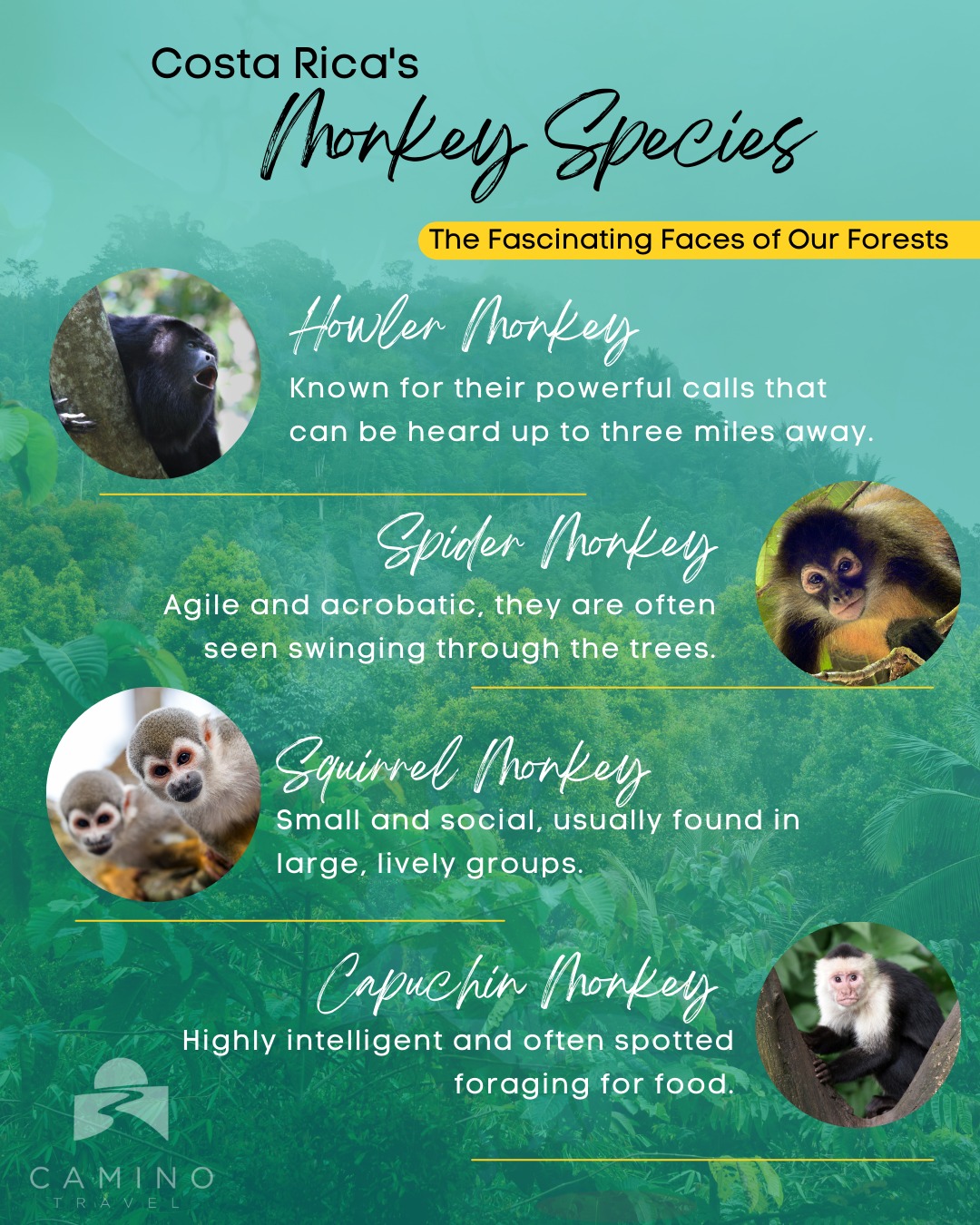 Camino Travel - Costa Rica's rainforests are home to four... | Facebook