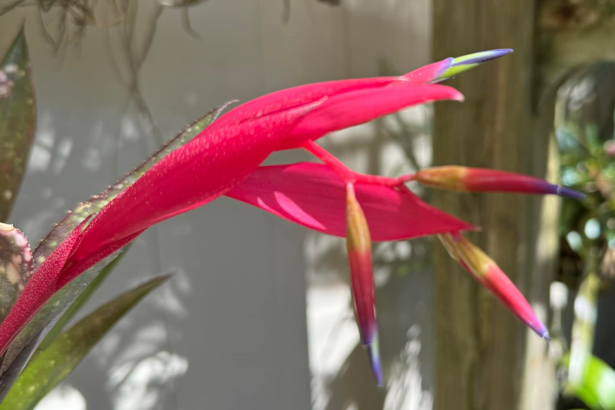 Billbergia Virginia. A wonderful compact.. and tough Billy.