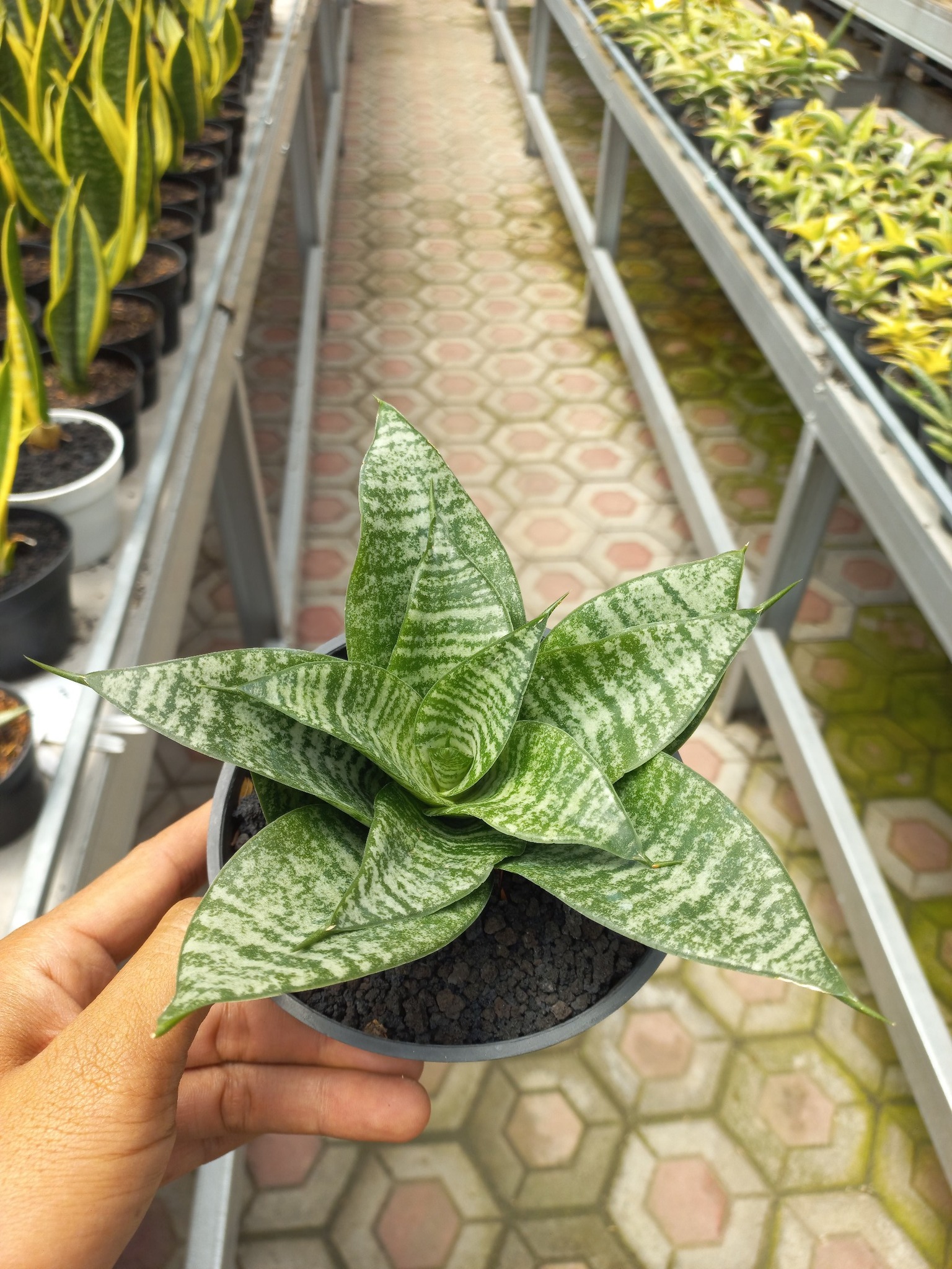 Sansevieria Manny Pacquiao hybrid plant