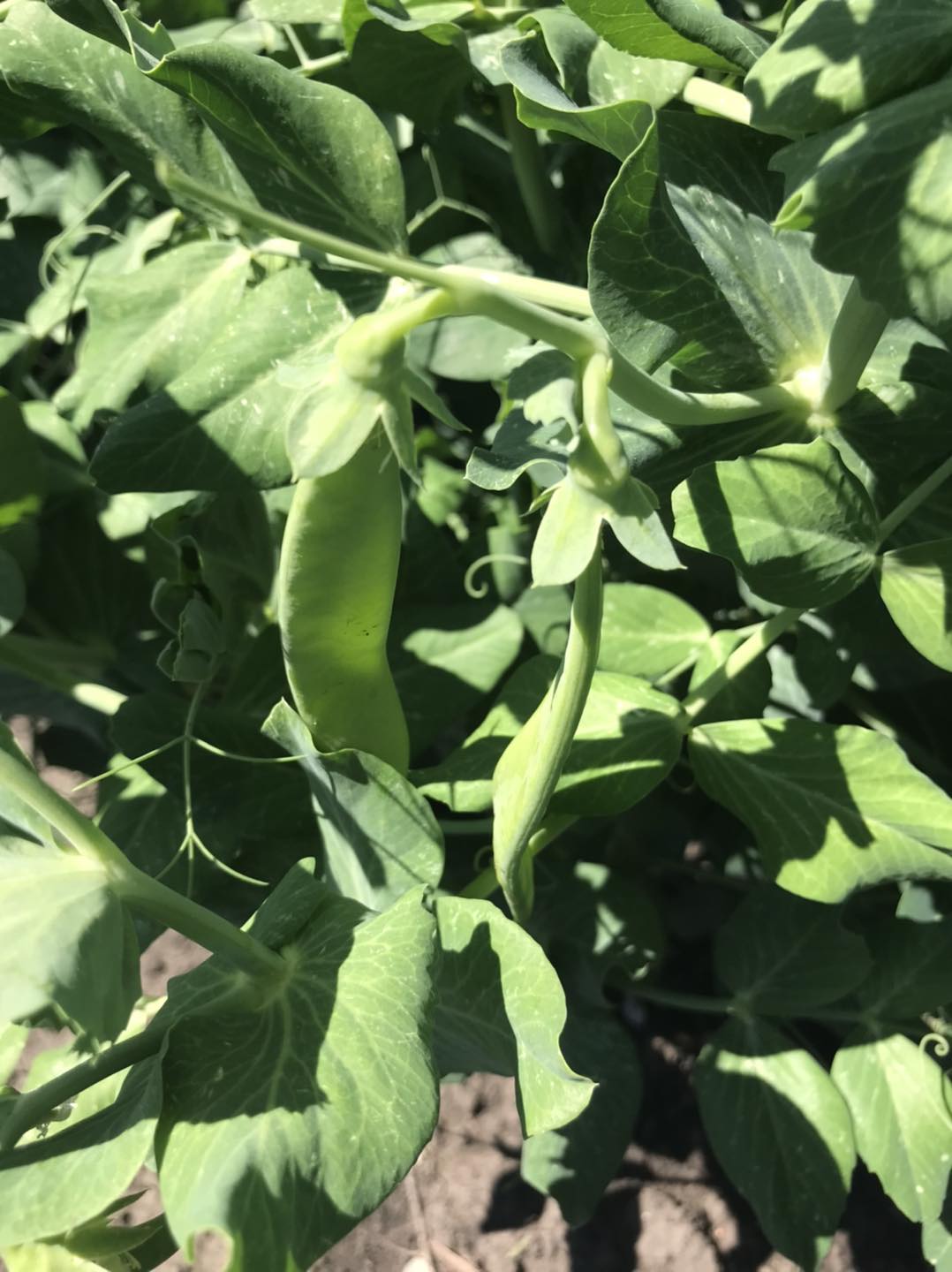 Purple Ridge Farm | Airdrie AB