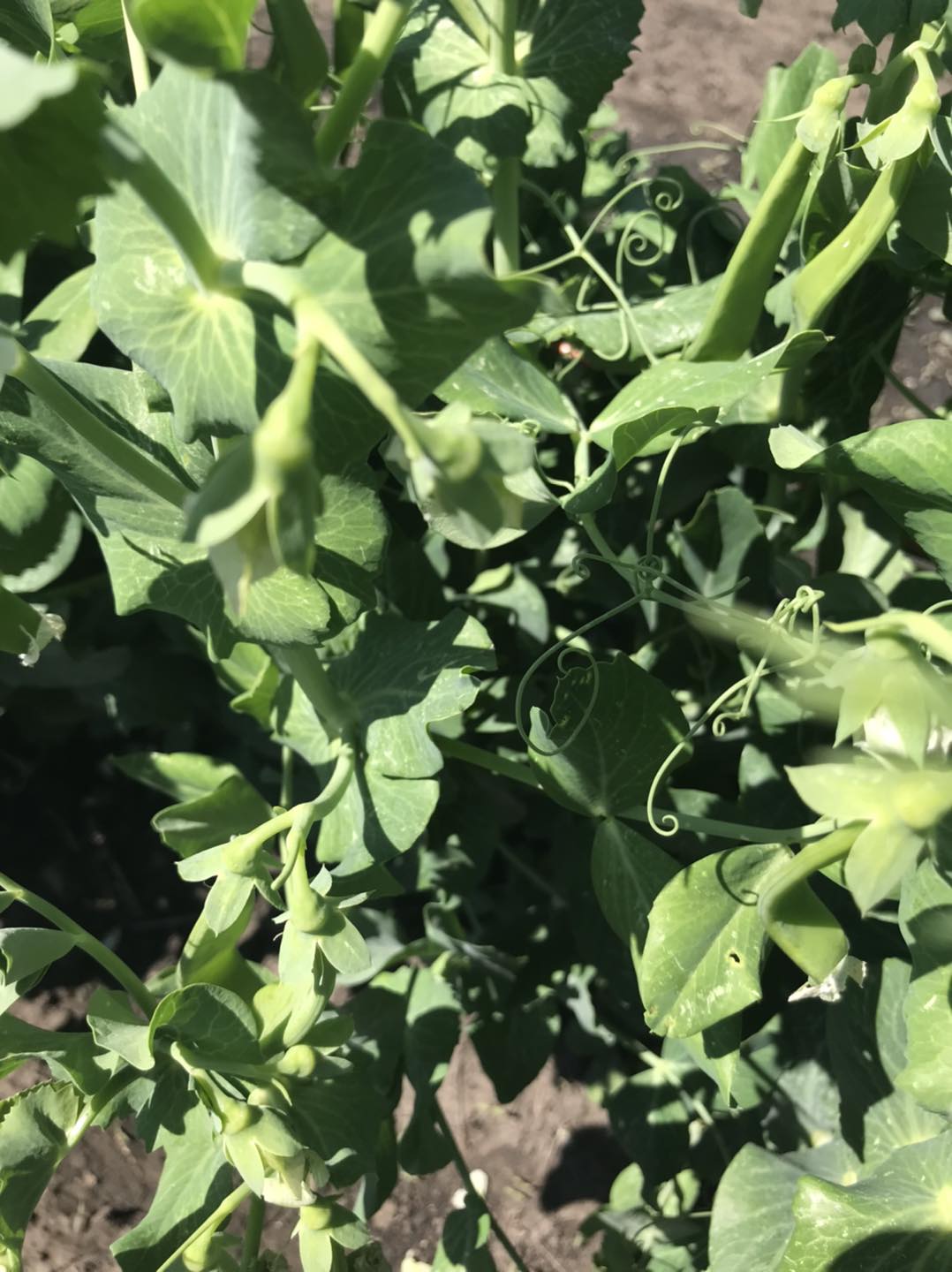 Purple Ridge Farm | Airdrie AB
