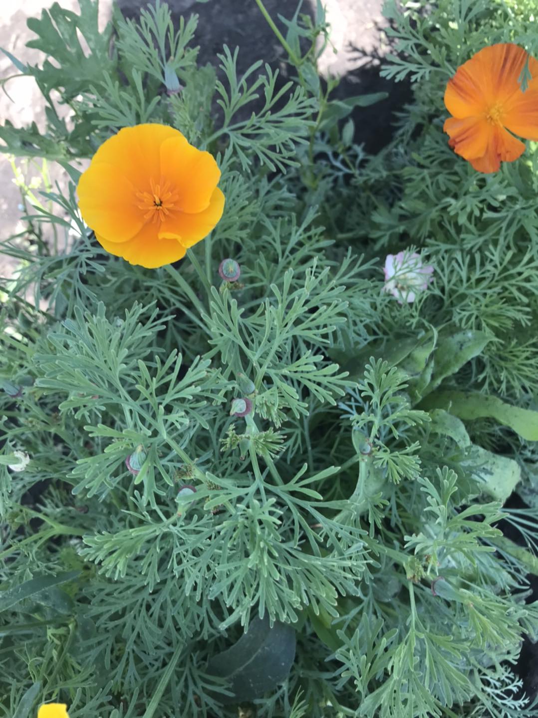 Purple Ridge Farm | Airdrie AB