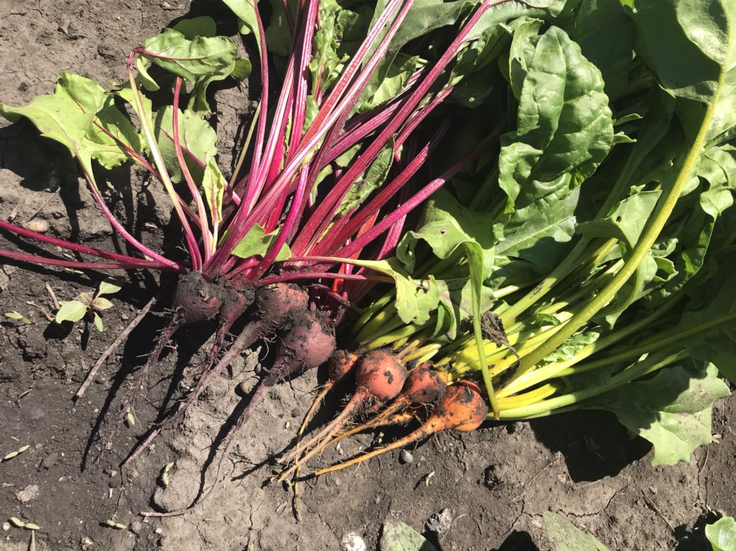 Purple Ridge Farm | Airdrie AB