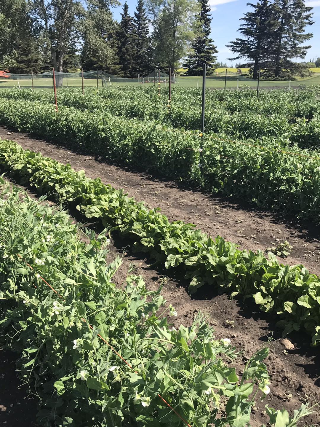 Purple Ridge Farm | Airdrie AB