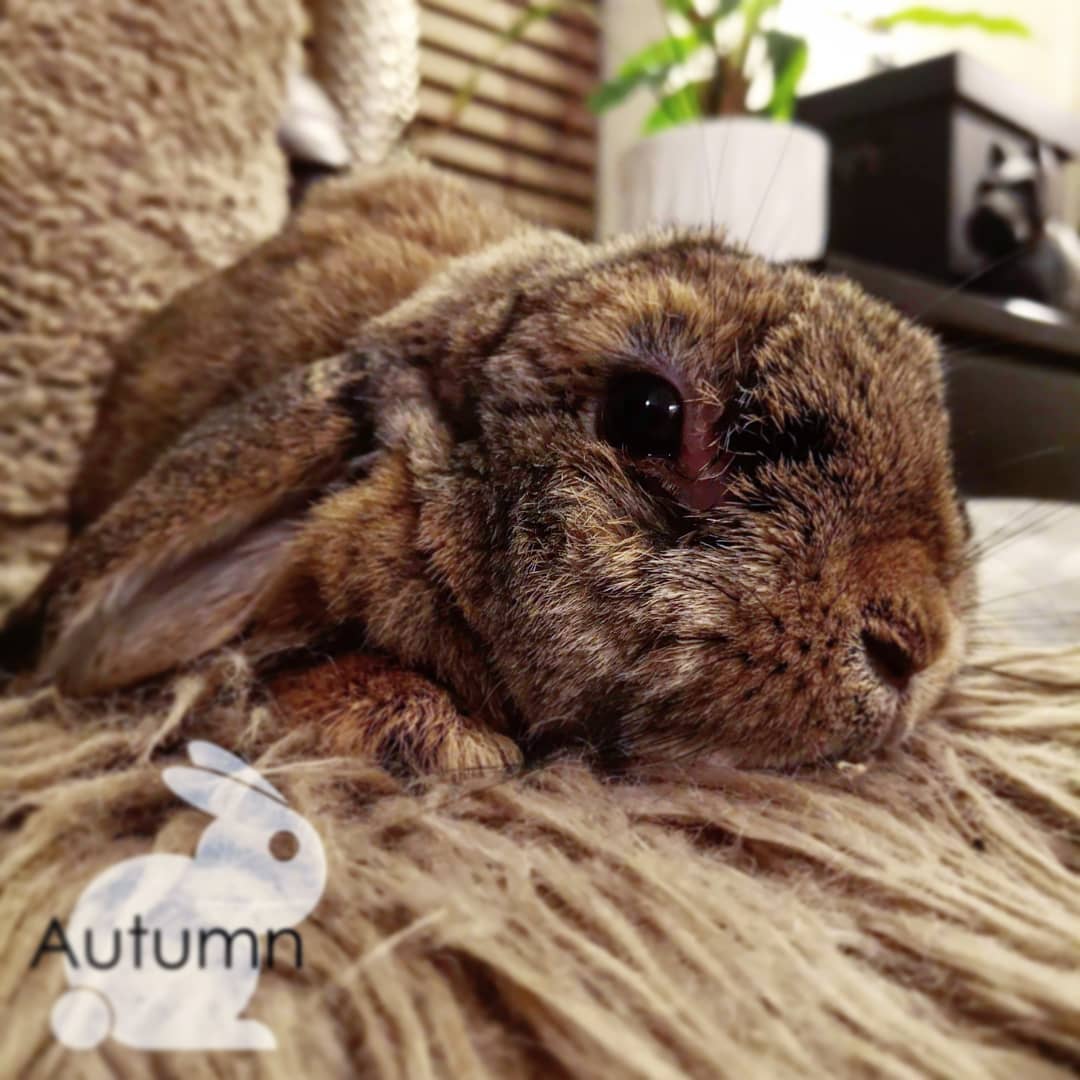 Meet stray-rabbit called now... - Bacchus Residents Rescue | Facebook