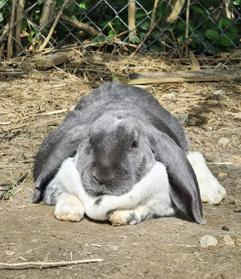 Badger Farms Rabbitry and Rescue