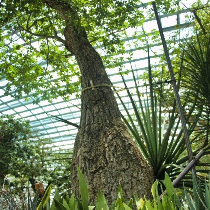 A 149-year-old baobab tree on the traffic island between Jalan
