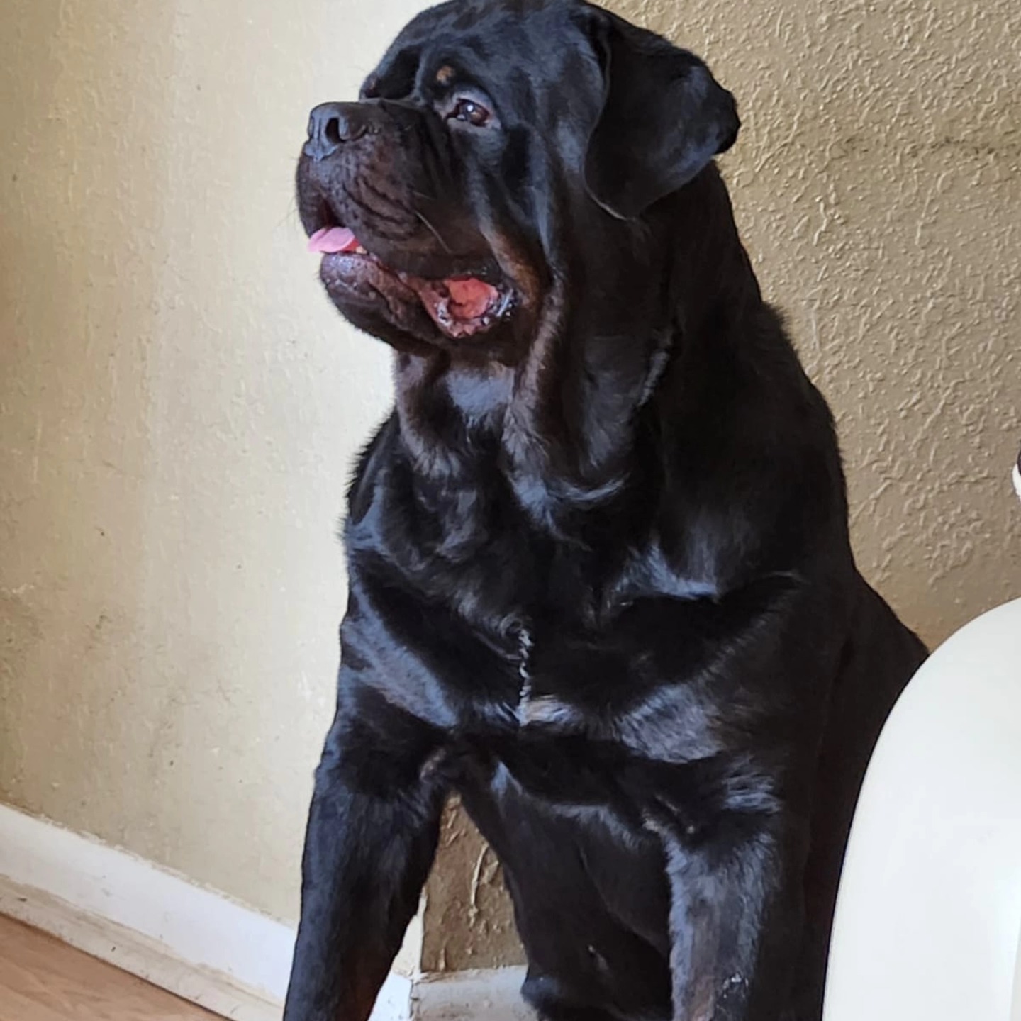 Butler Kennels Rottweilers... - Butler Kennels Rottweilers