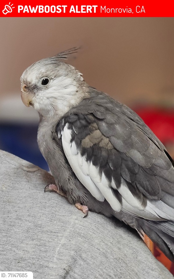 Lost parakeet in Joseph Ave area