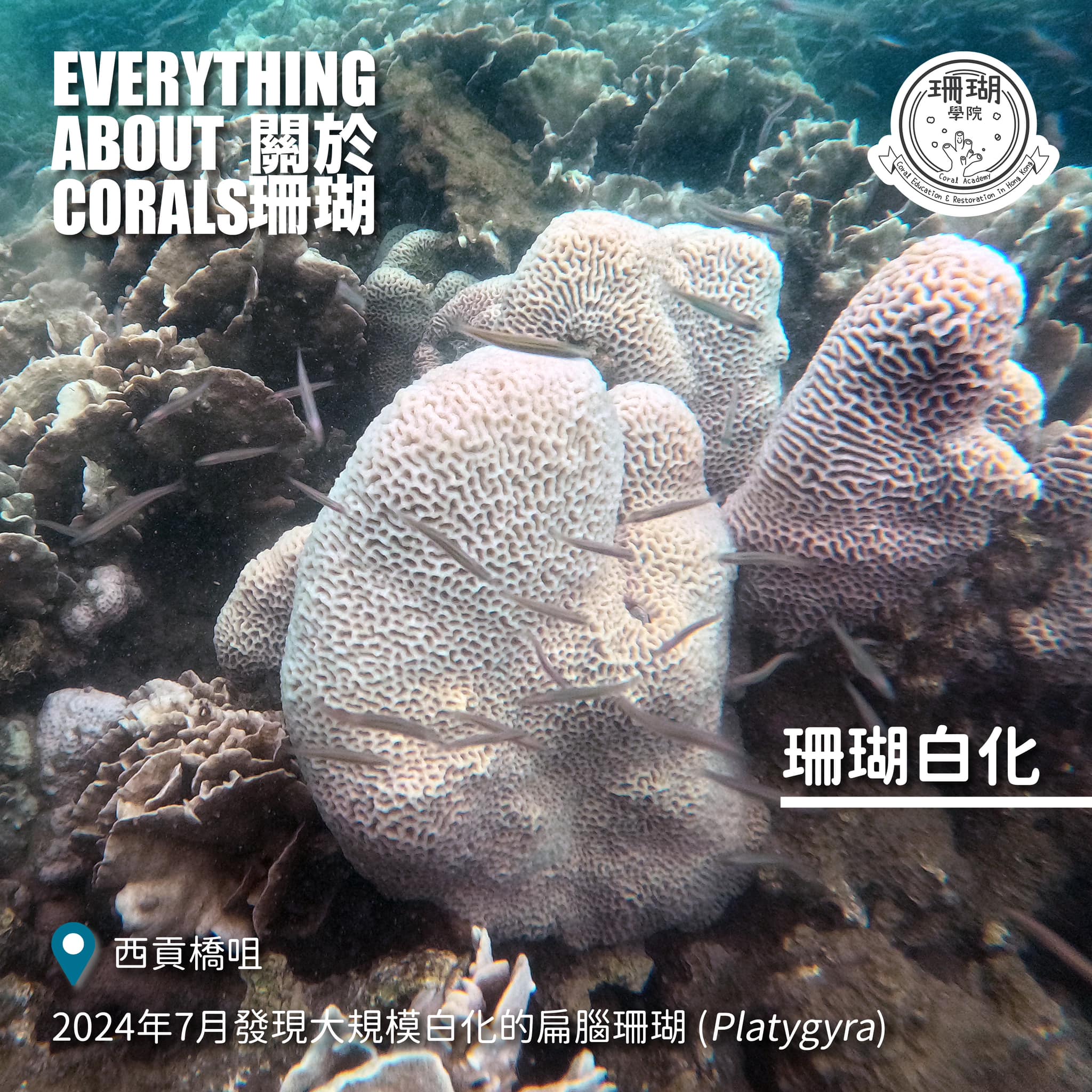 【珊瑚白化】... - 珊瑚學院 Coral Academy | Facebook