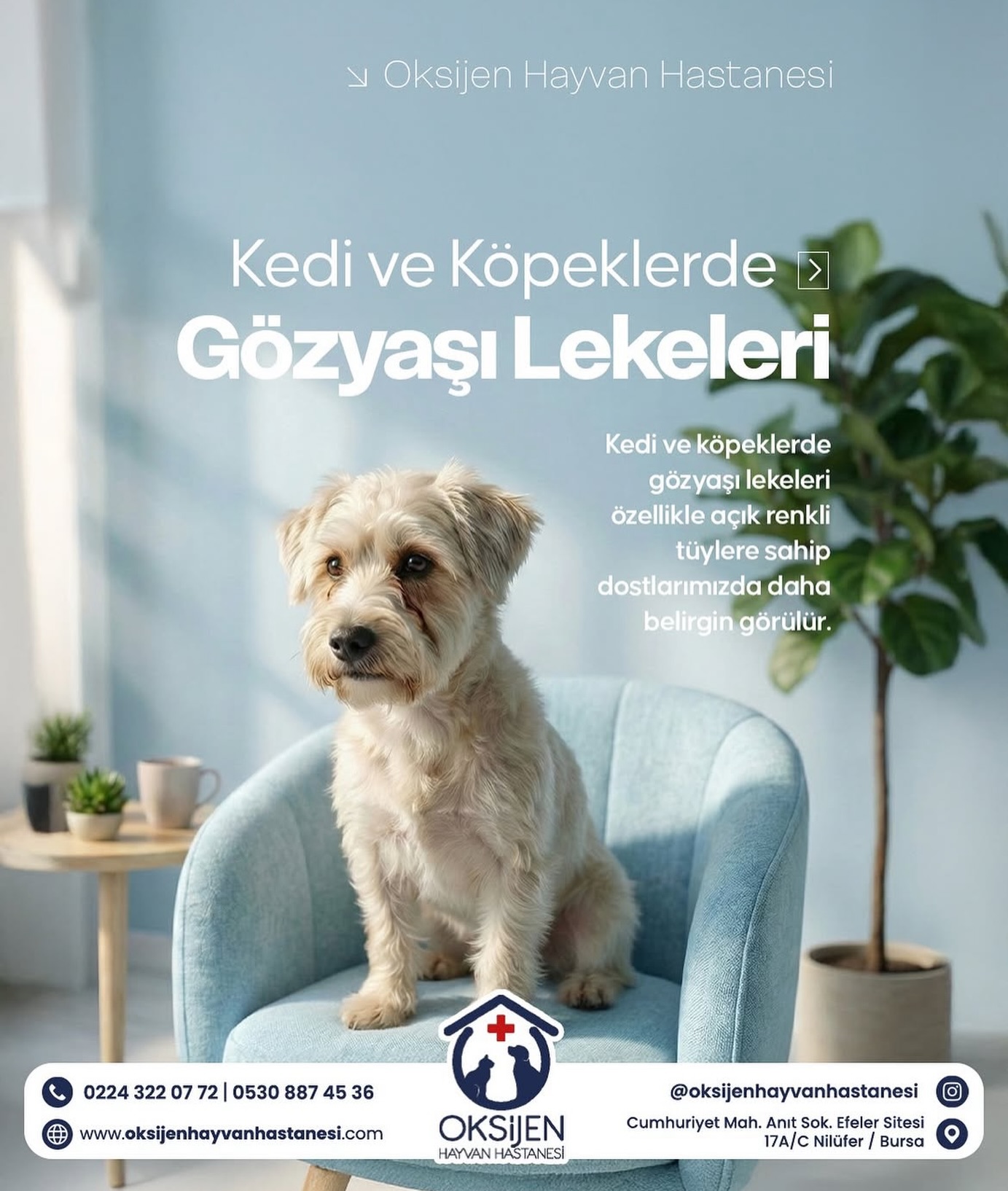 Oksijen Hayvan Hastanesi (@oksijenhayvanhastanesi) • Facebook