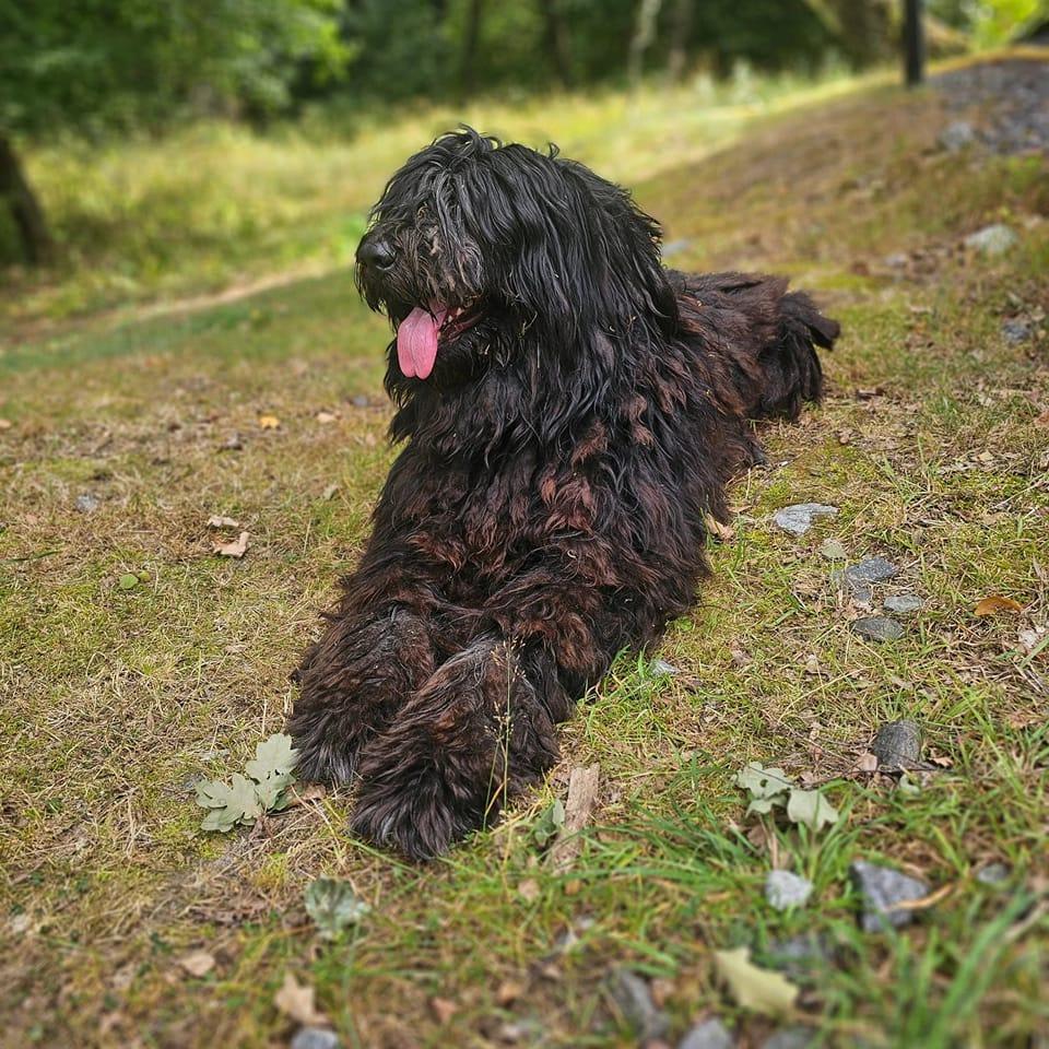 Bergamasco I Sverige (BIS)