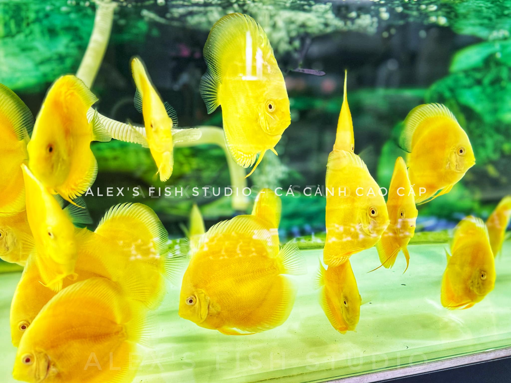 Alex’s Fish Studio - Cá Cảnh Cao Cấp