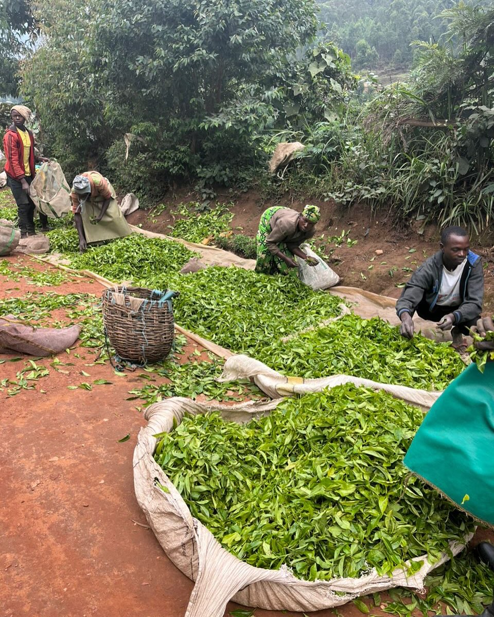 🇷🇼☕ International Tea Day – From... - Peace Corps Rwanda | Facebook