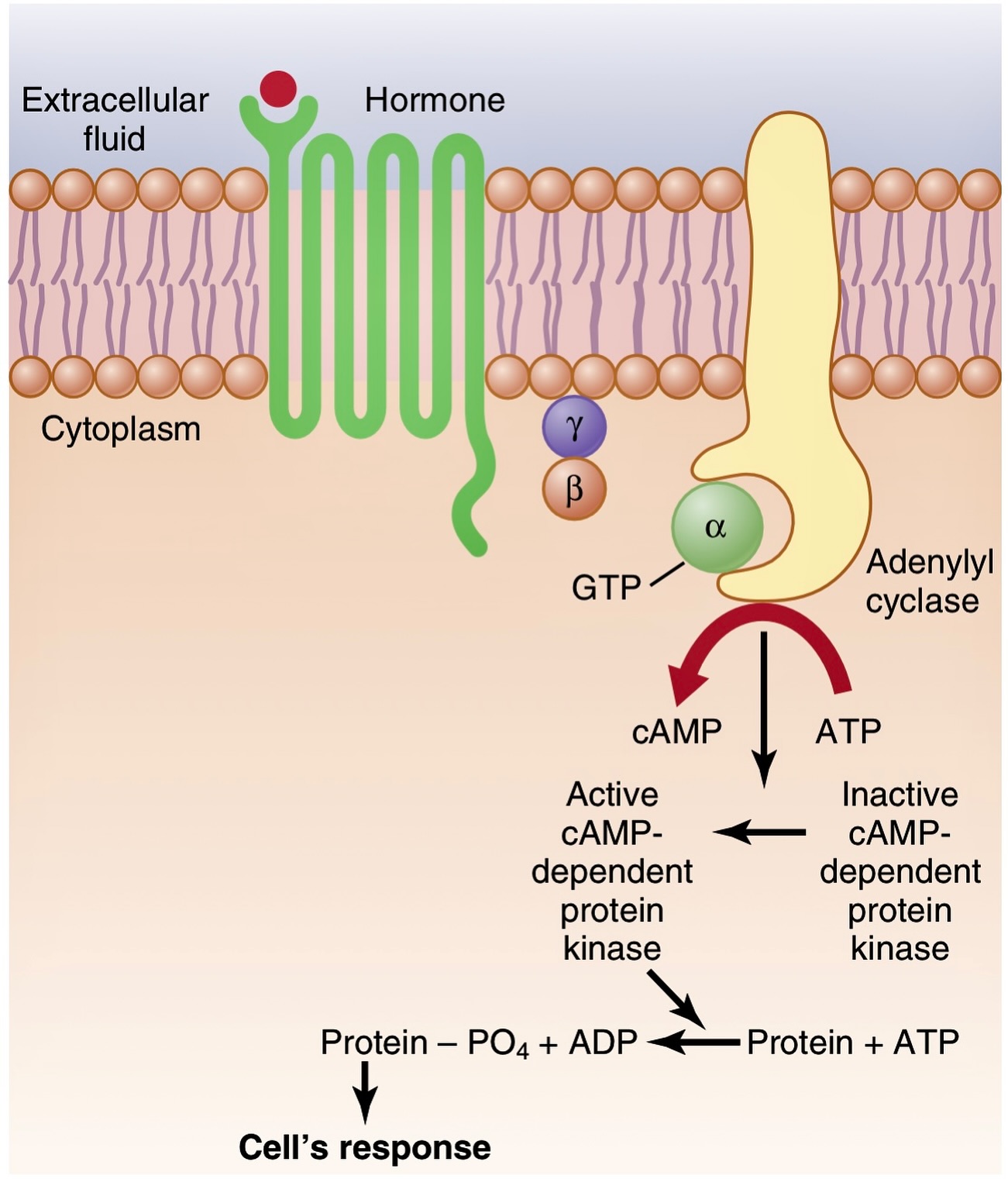 Rethink Biology - The cyclic adenosine monophosphate... | Facebook