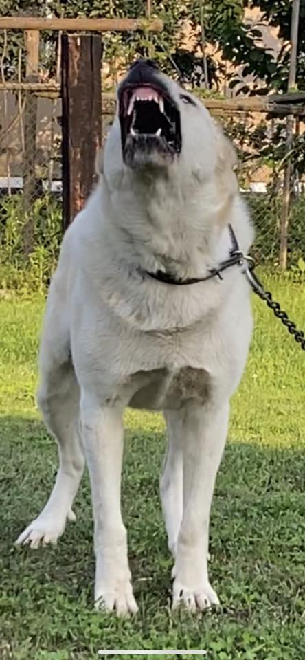 Titan Alabai Kennel - A little head 😉 By Titan Alabai Kennel # ...