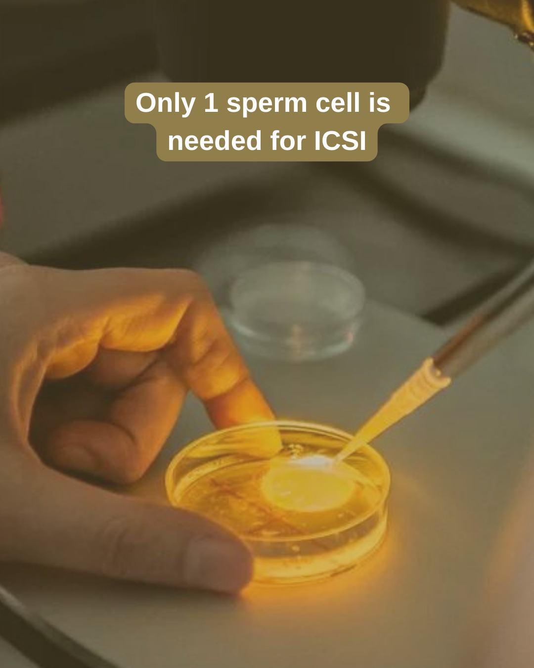 Equiception - Did you know that ICSI (Intra Cytoplasmic Sperm Injection ...